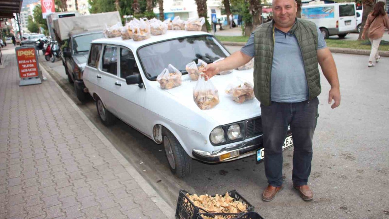Ormanda sağanak yağmur altında kendiliğinden yetişiyor, kilogramı 350 TL’den satılıyor