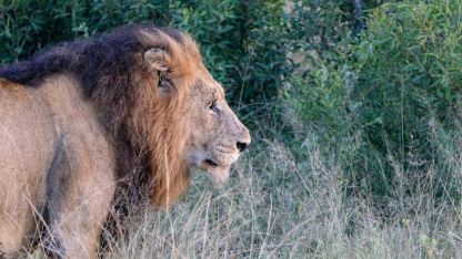 Objektife yansıyan vahşi yaşam