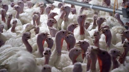 Yılbaşı hindisi 800 ile 1000 lira