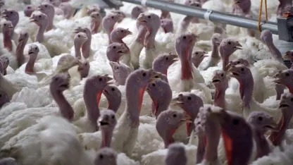 Yılbaşı hindisi 800 ile 1000 lira