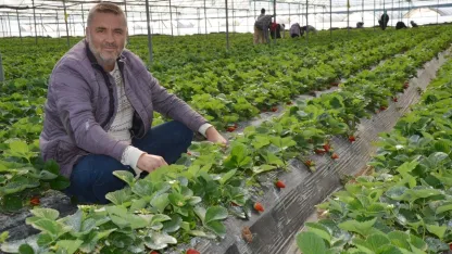 Serik'te turfanda çilek hasadı başladı