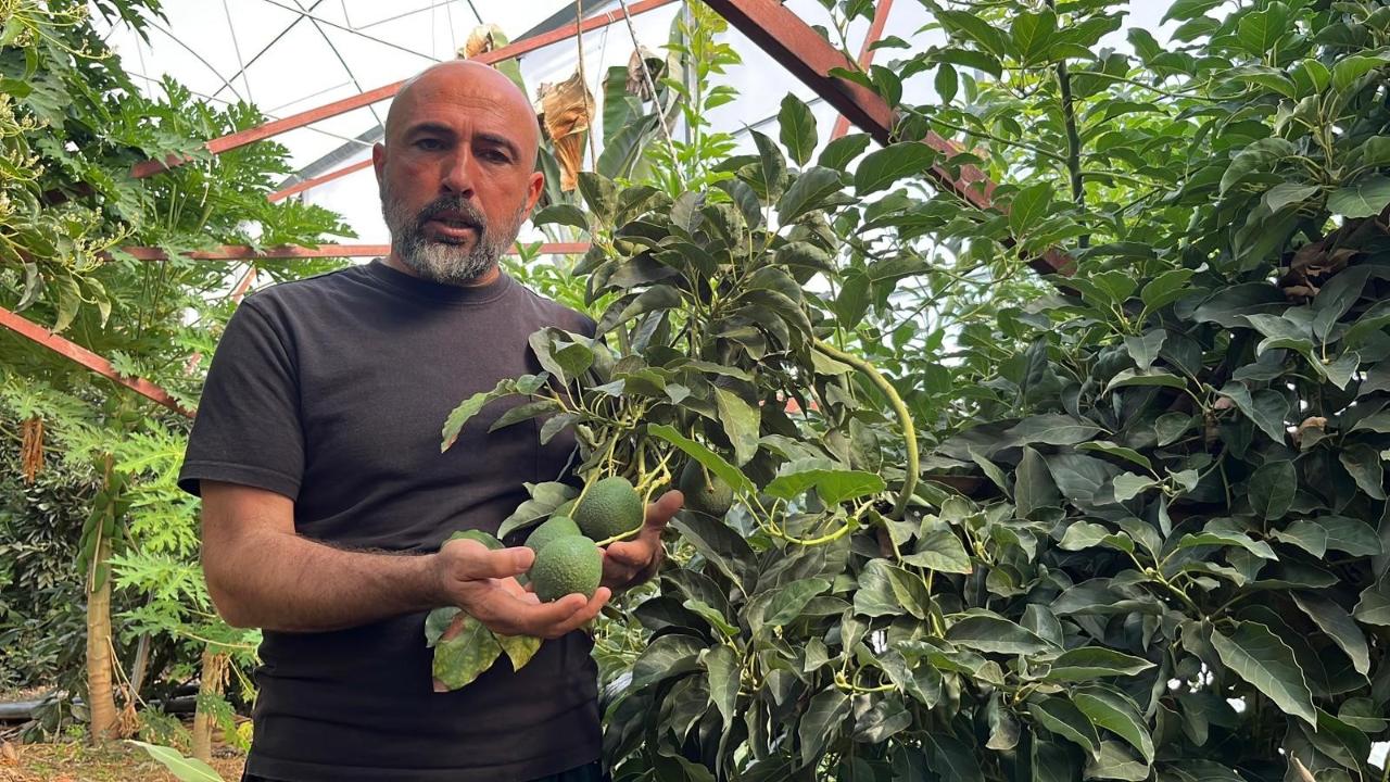 Alanya 40 bine yakın tropikal meyve üreticisiyle iç piyasa ihtiyacını karşılıyor