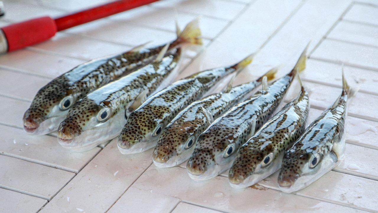 Antalya'da 'balon balığı avcıları', 1 milyon 227 bin 144 lira kazandı