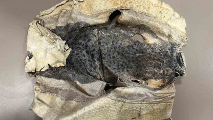 İzinsiz kullanılan Balon balığı projesi mahkemelik oldu