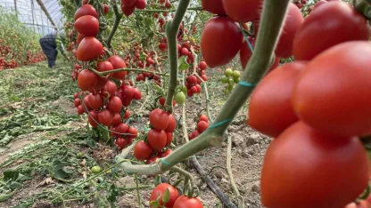 Kasım ayında domates ve sebze fiyat endeksinde büyük düşüş