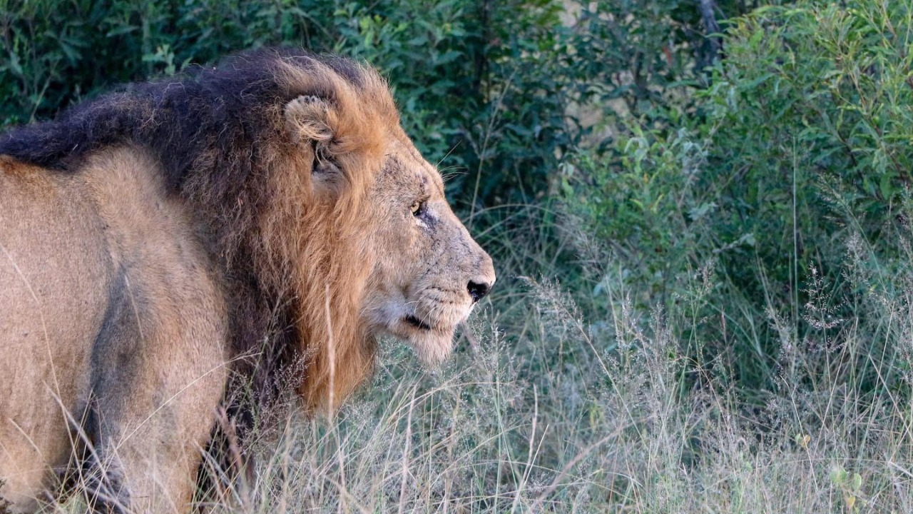 Objektife yansıyan vahşi yaşam