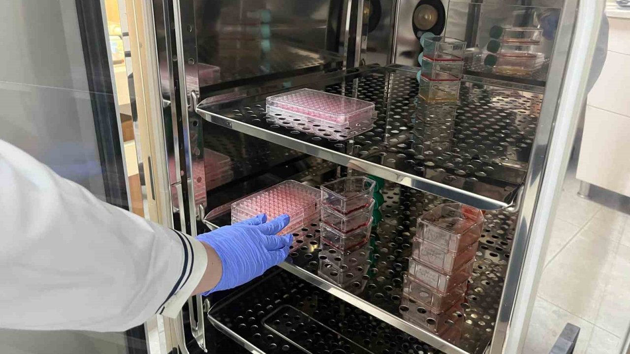 Parkinson’da bağırsak- beyin iletişimi çip üstü organ teknolojisiyle araştırılıyor