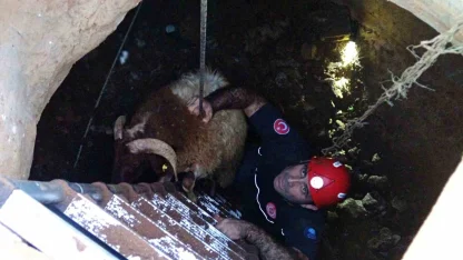 Seslerini küçük çocuk duydu, çalındı sanılan 2 koyun düştükleri 5 metrelik kuyudan kurtarıldı