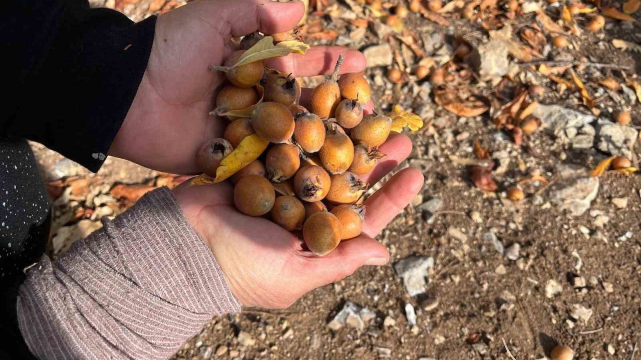 Toros Dağları’nda gizemli hayırseverin 30 yıl önce aşıladığı meyveler bölge halkına gelir oldu