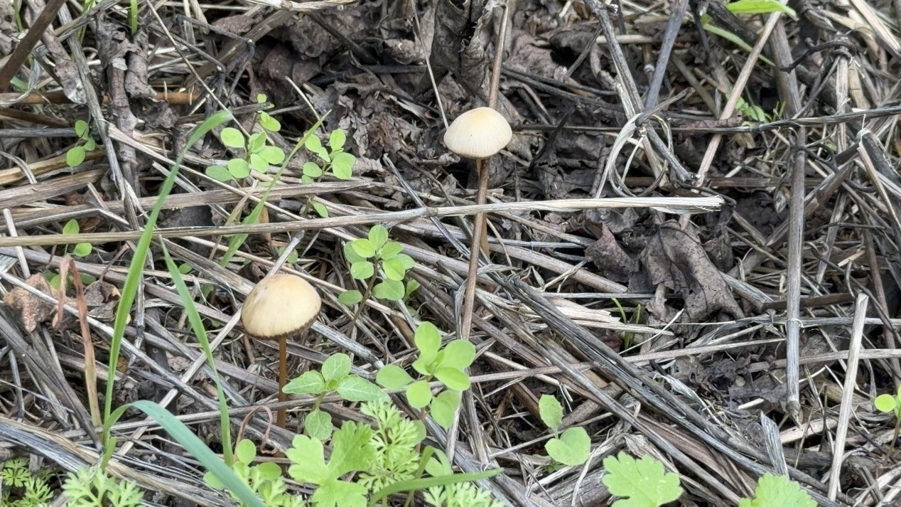 Yenilebilir olduğu düşünülen her 3 mantardan 1'i sizi hastanelik edebilir'