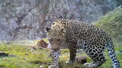 Anadolu parsına zarar vermenin cezası 45 milyon TL