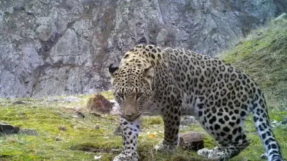 Anadolu parsına zarar vermenin cezası 45 milyon TL