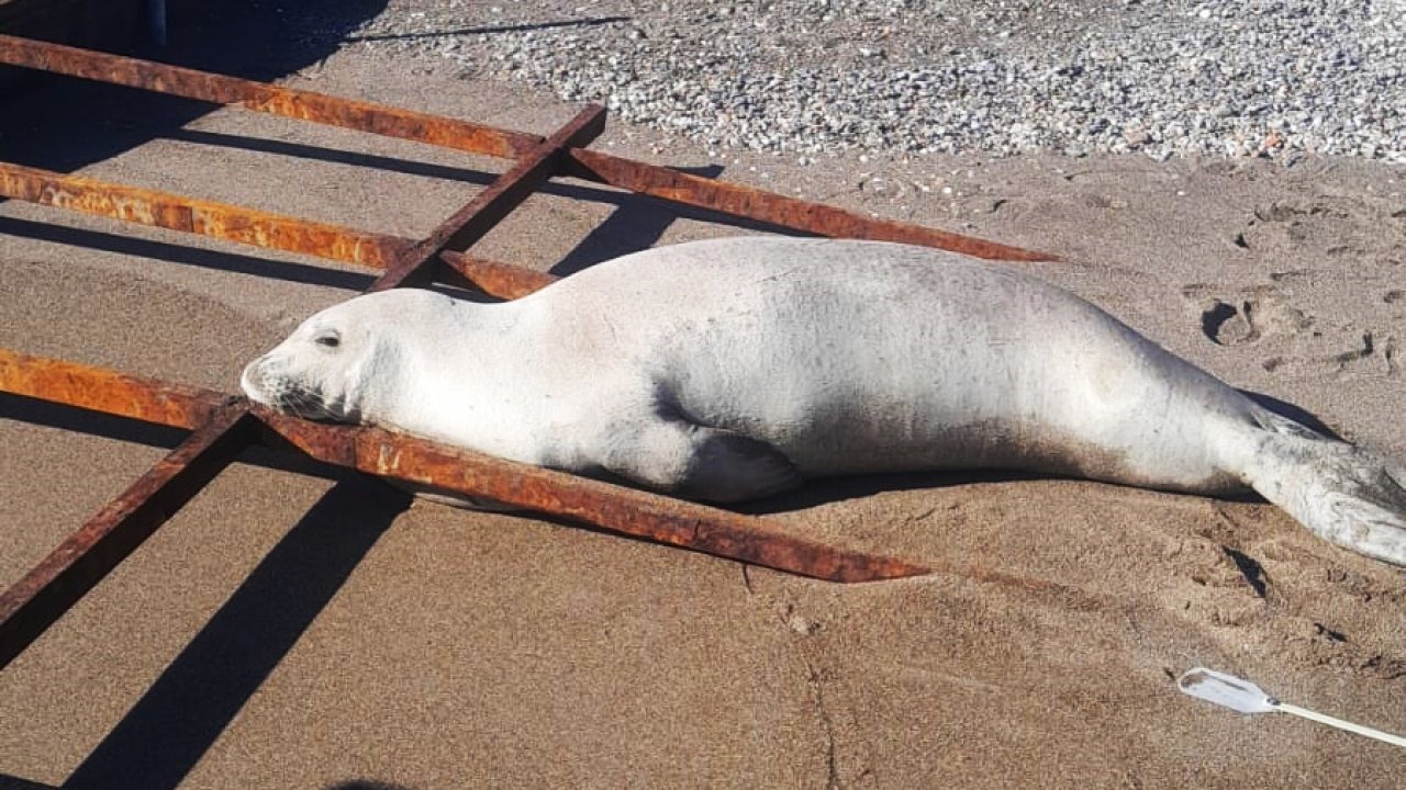 Akdeniz foku sahilde görüldü