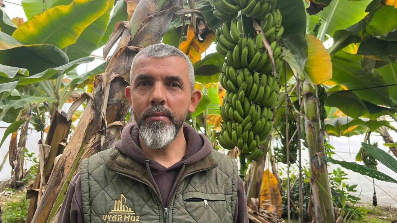 Alanya, Türkiye’nin muz ihtiyacının yüzde 40’ını karşılıyor