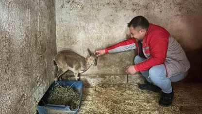 Bitkin halde bulunan yaban keçisi tedavi altına alındı