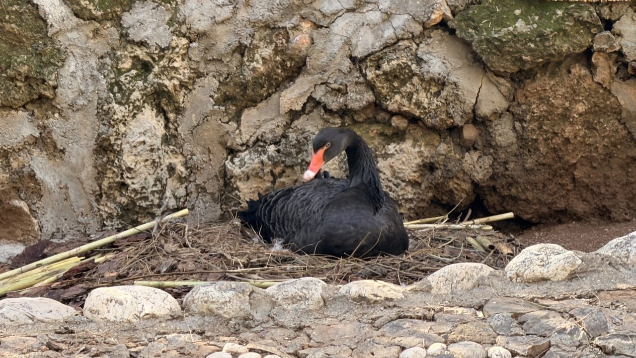 Doğanın sadık eşleri siyah kuğularda kuluçka heyecanı