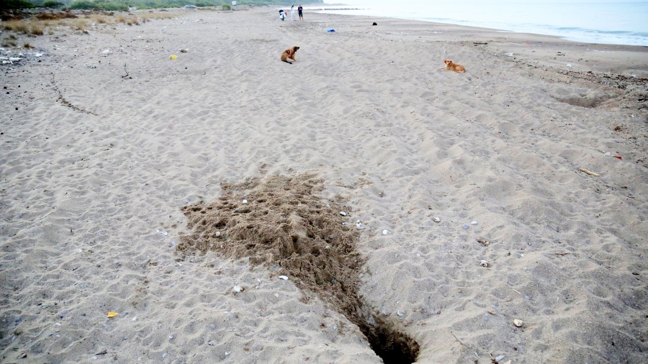 Her 10 caretta yuvasından 1'i tahrip oldu!