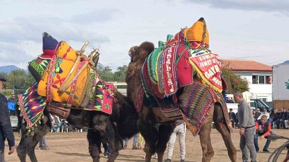 Şap hastalığı deve güreş gösterilerine de sekte vurdu