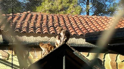 Terminalde koli içinde yakalanan yavru maymunun ’Fıstık’ gibi hayatı oldu