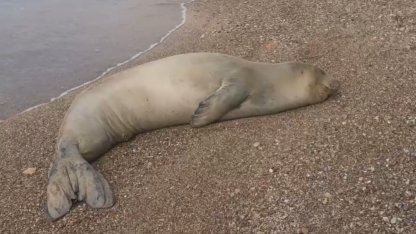 Yunanistan’dan kaçıp Antalya’da sahilde hareketsiz bulunan Akdeniz Foku denize salındı