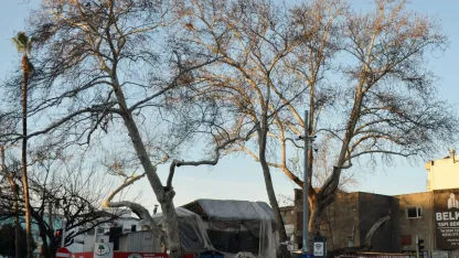 Serik'in simgesi çınarlar korumaya alındı