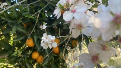 Aksu’da badem ağaçları şubat ortasında çiçek açtı