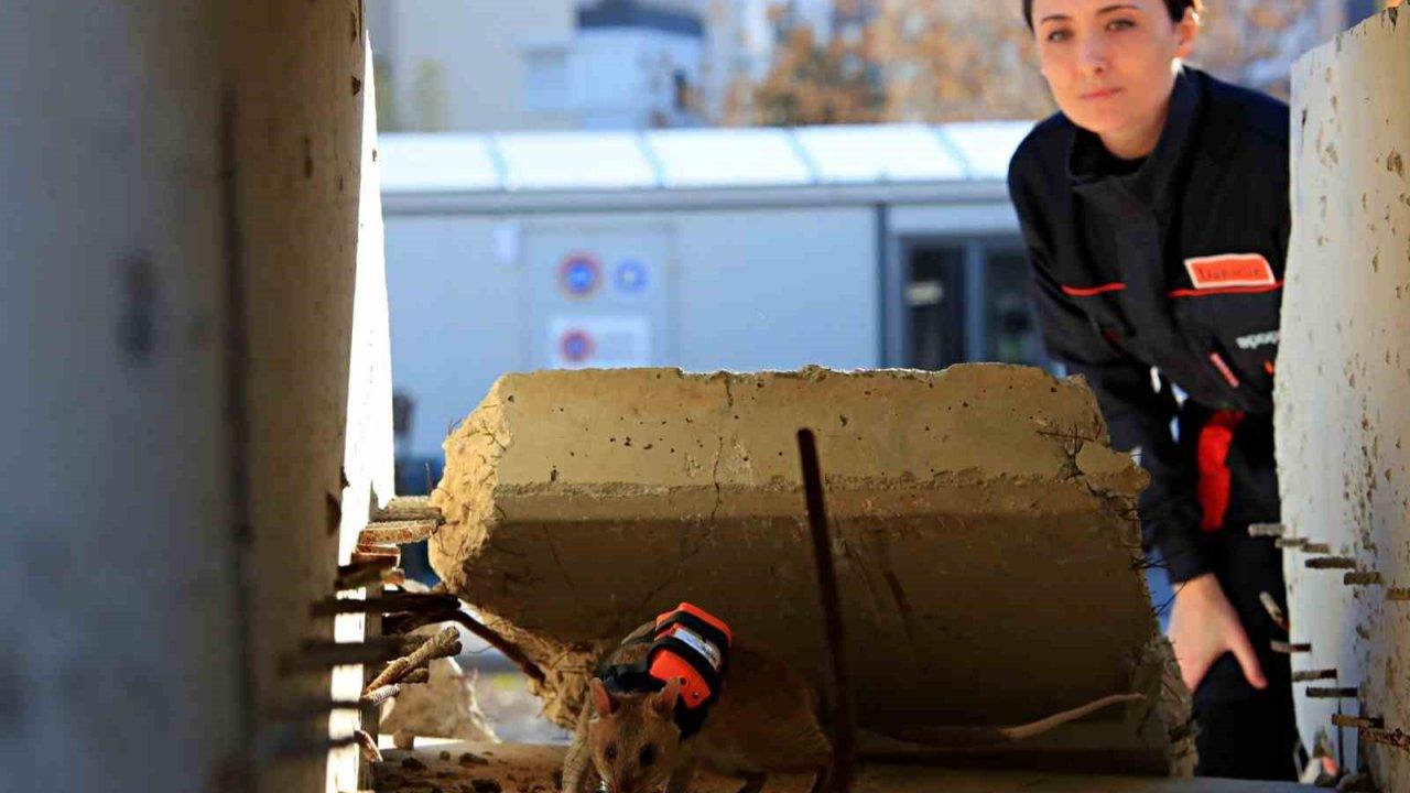 Antalya’da eğitilen Afrika keseli sıçanları enkaz altındaki "göz" olacak