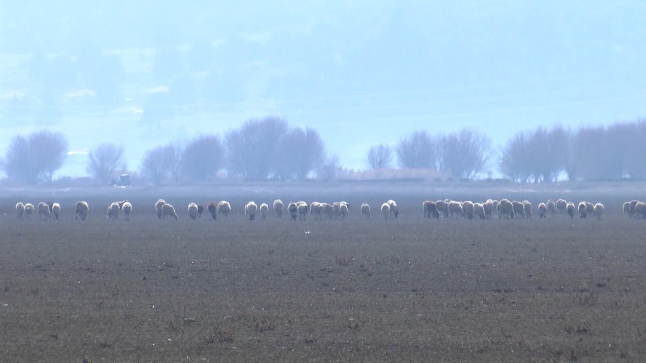 Avlan Gölü'nde Hayvanların Otladığı Anlar Su Sevinciyle Taçlandı