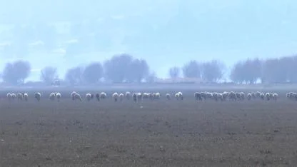 Avlan Gölü'nde Hayvanların Otladığı Anlar Su Sevinciyle Taçlandı