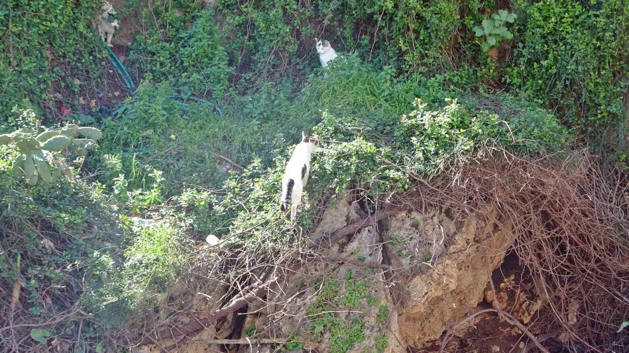 Falezlerde mahsur kaldığı sanılan kedilerin keyfi ‘ihbarla’ son buldu