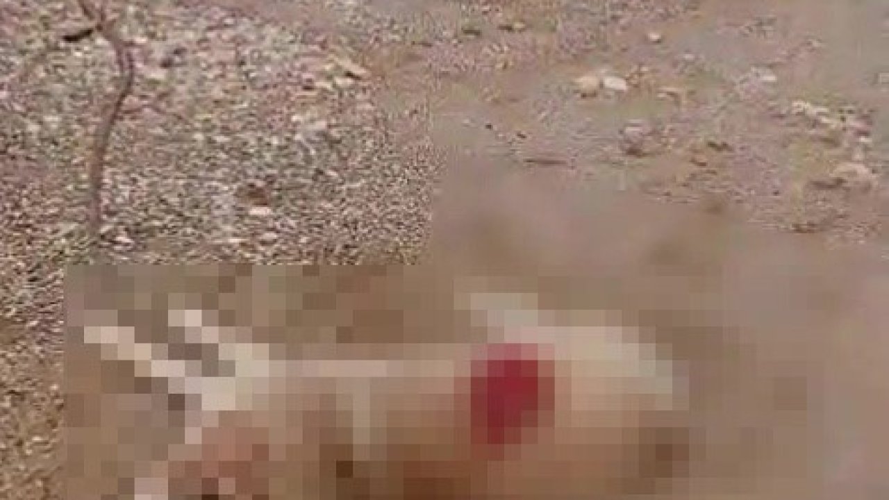 Köpeği av tüfeğiyle öldürdü, gözaltına alındı