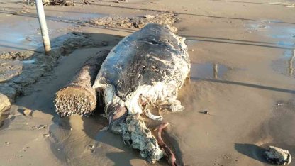 Manavgat’ta sahile ölü yunus vurdu