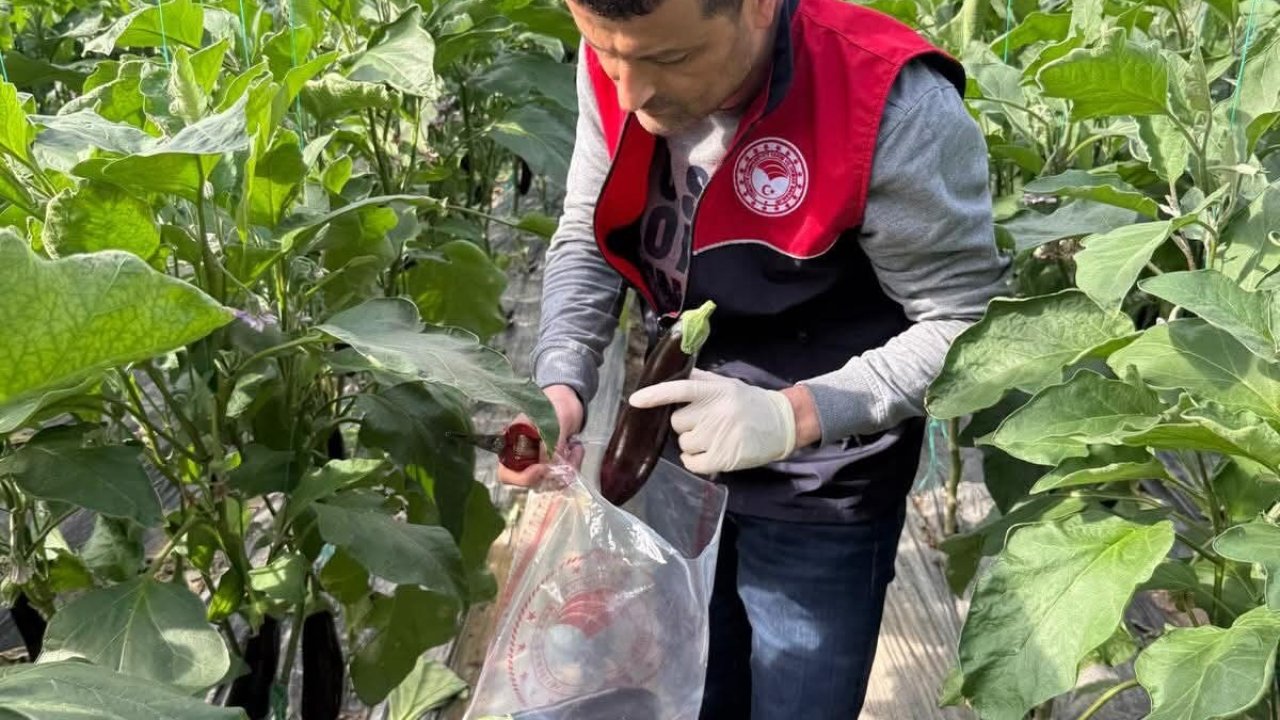 Manavgat’ta seralarda hasat öncesi pestisit denetimi