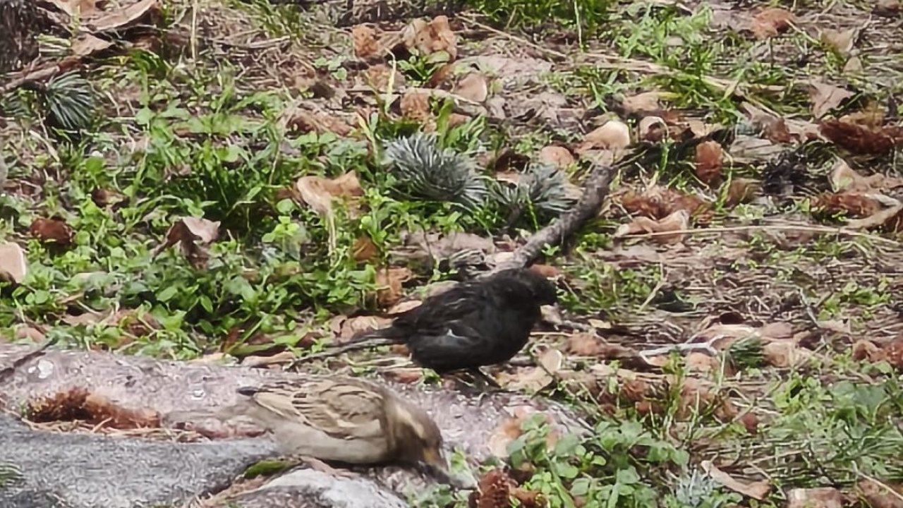 Serçe sürüsünün arasında gördüler, ismini ’Kömür’ koydular