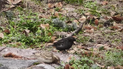 Serçe sürüsünün arasında gördüler, ismini ’Kömür’ koydular