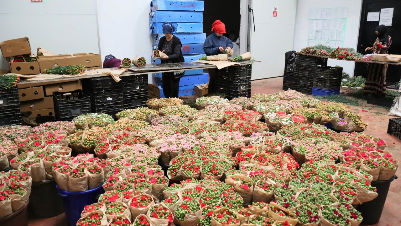 Türk çiçeğinde 160 milyon dolarlık ihracat rekoru