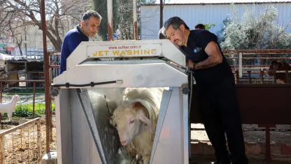 Verim artıyor, hastalık riski azalıyor