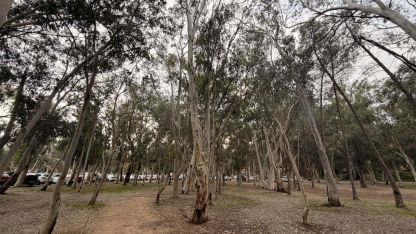 'Okaliptüs ağaçlarının hepsi köklenmeli