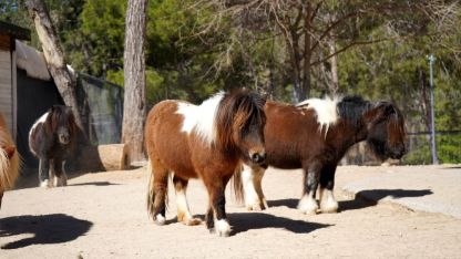 Bayramda doğan midilli 'Şeker', 1 yaşına giriyor