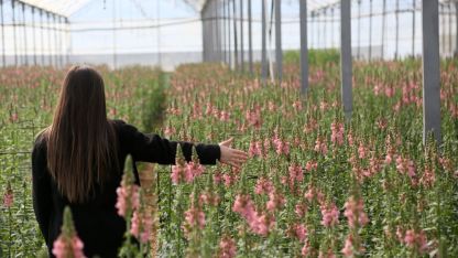 Antalya'dan Avrupa'ya yeni çiçek: Aslanağzı