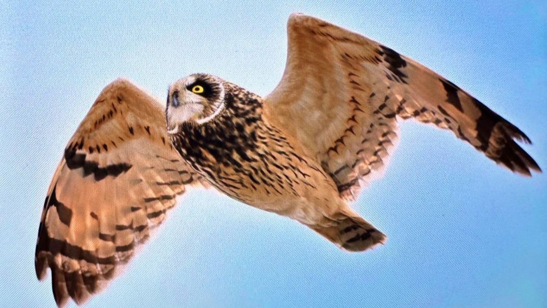 Antalya'da renkli bahar göçü; 3 günde 103 tür