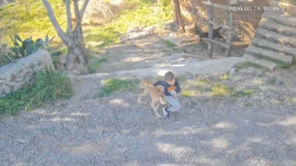 Antalya’da sahipsiz köpeğin saldırısına uğrayan 7 yaşındaki çocuk hastanelik oldu