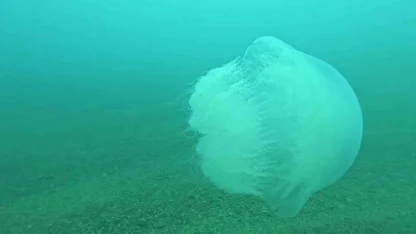 Poyraz, Akdeniz’deki en büyük denizanası türünü Antalya Körfezi’ne soktu