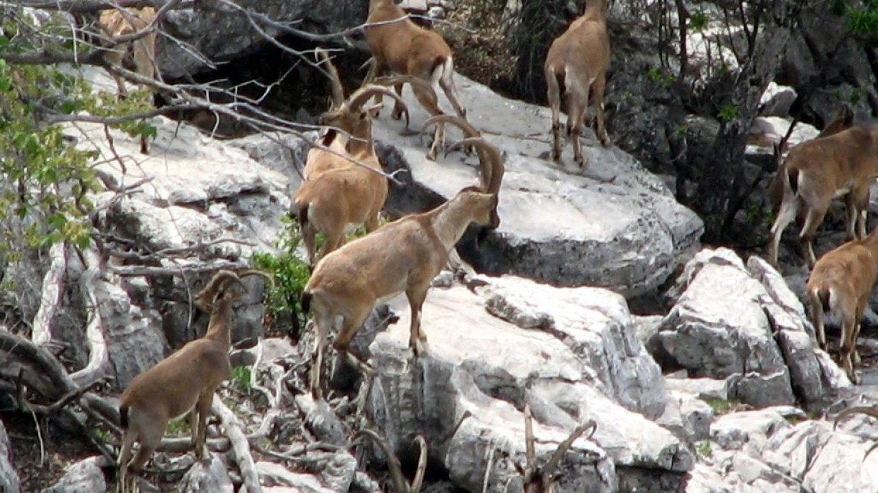 Zirveler karla kaplanınca yaban keçileri yerleşim alanlarına indi