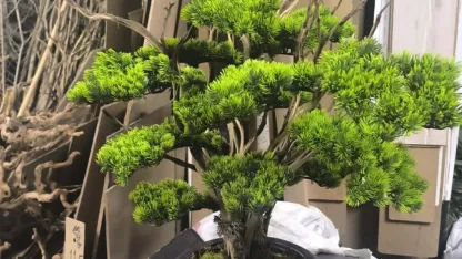 Kuru geven bitkisi gelir kaynağı oldu