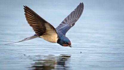 Antalya'da 3 günde 120'nin üzerinde kuş türü gözlemlendi