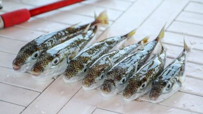 6 yılda 665 bin balon balığı yakalandı, 50 milyon bireyin sisteme girişi önlendi