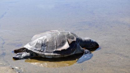 Caretta caretta ölüsü sahile vurdu