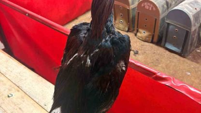 Alanya’da horoz dövüşüne jandarma baskını: 11 kişiye 143 bin TL ceza