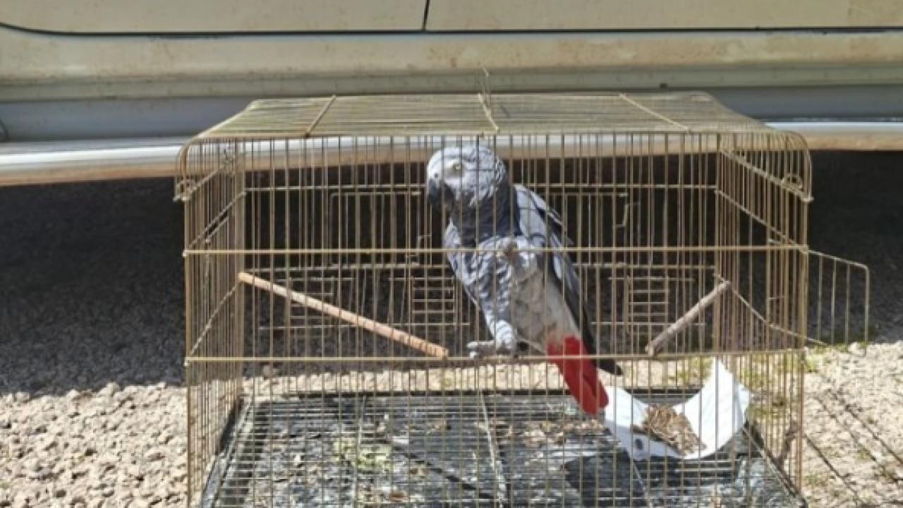 Antalya’da belgesiz papağan bulunduran işletme sahibine 15 bin TL ceza